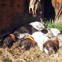 2004 dogs sleeping